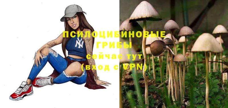 ОМГ ОМГ вход  Дятьково  Галлюциногенные грибы Psilocybe 